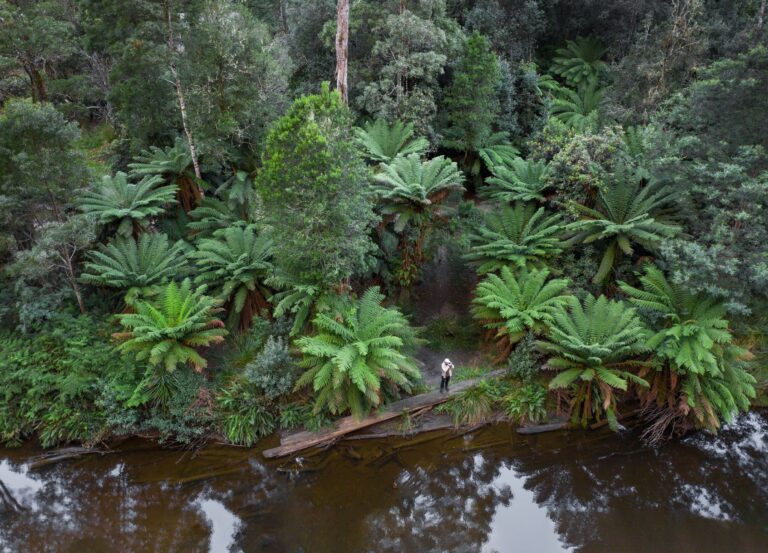 Fern Glade Reserve